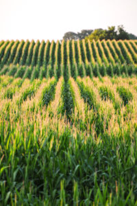 Corn field - commodities