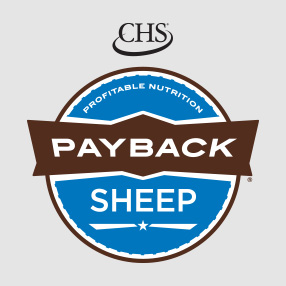 Payback Sheep Feed