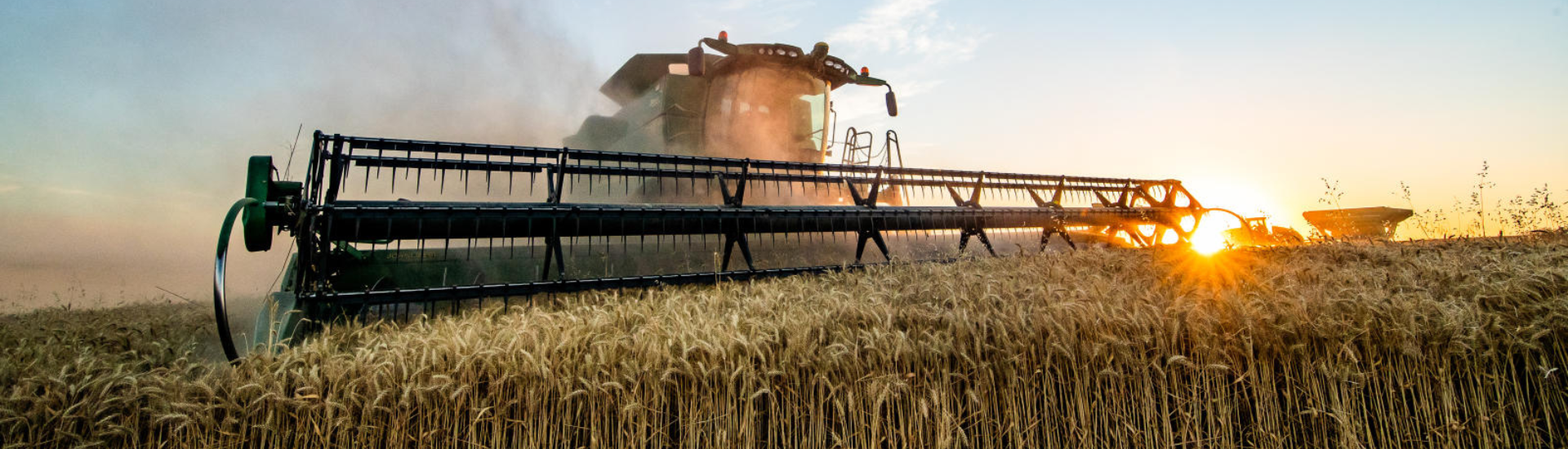 Combine harvesting wheat