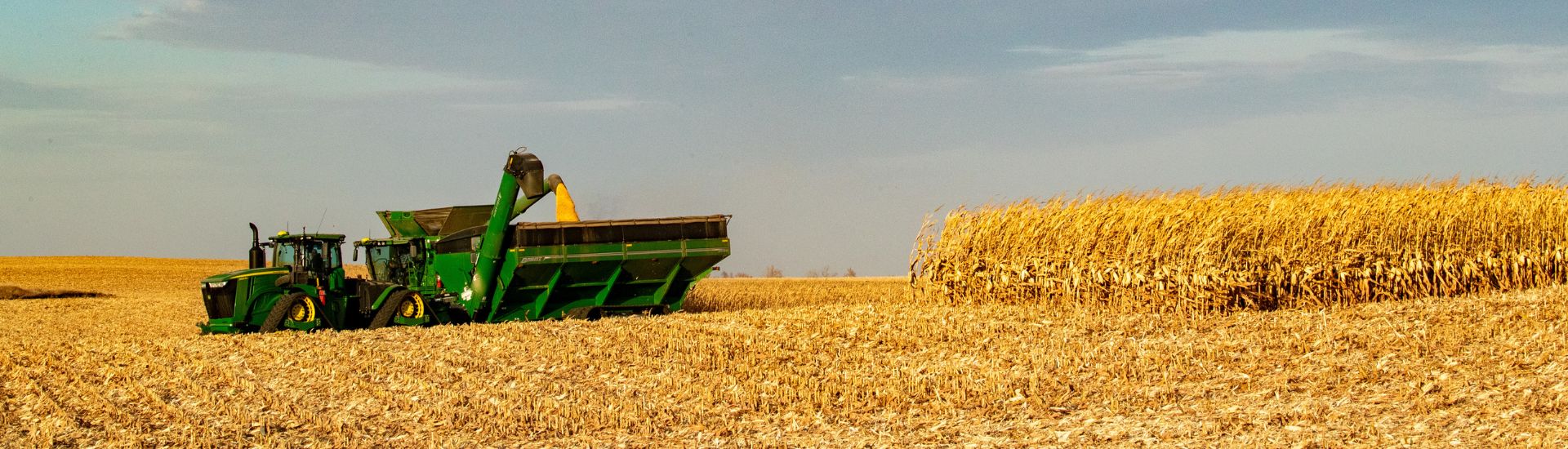 Corn being harvesting in a field.