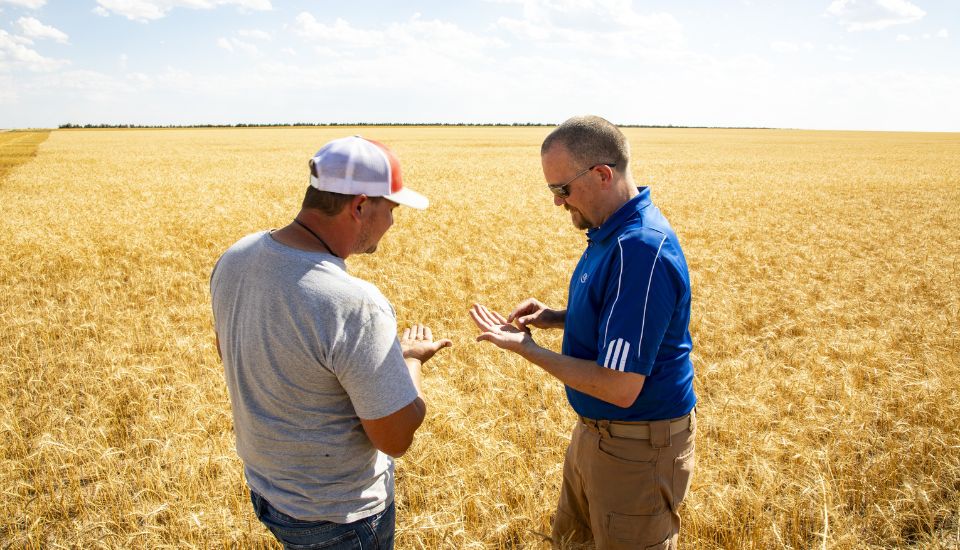 Two men standing in a wheat field.