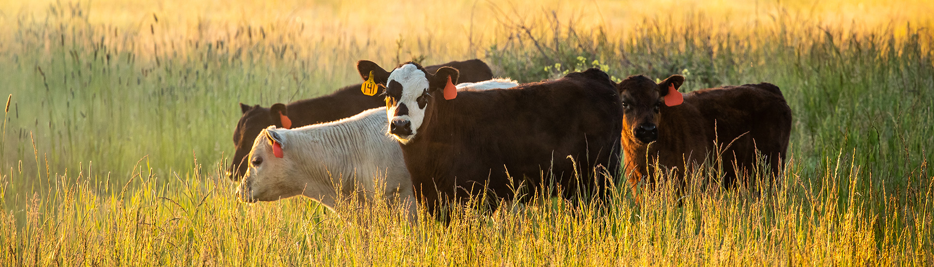 cattle in field