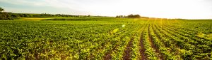 corn field