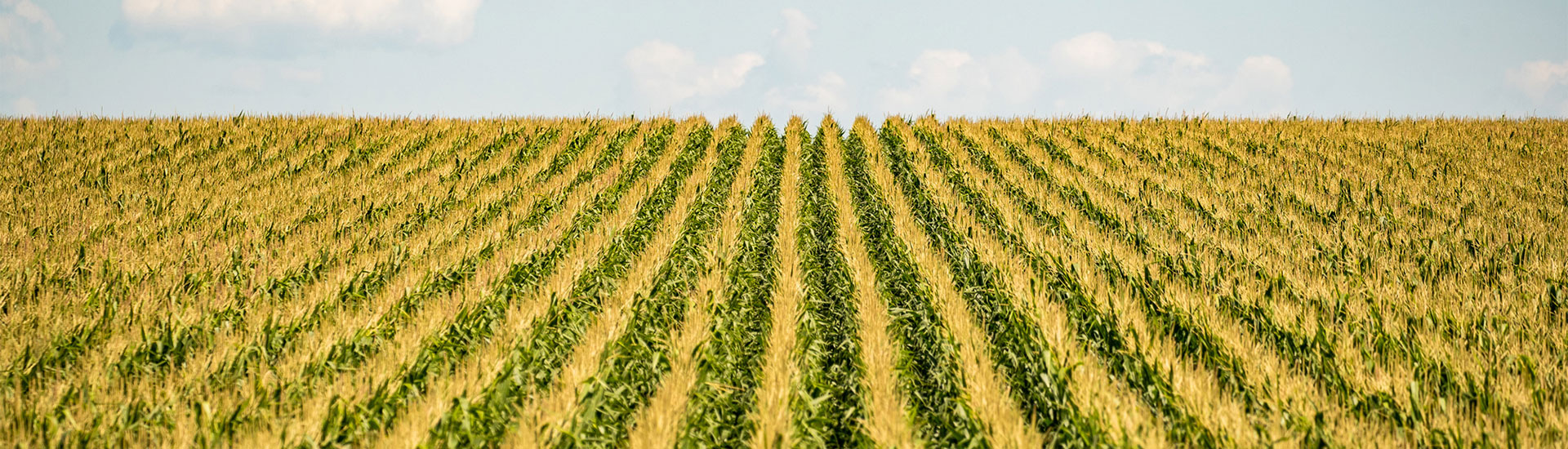 Corn field